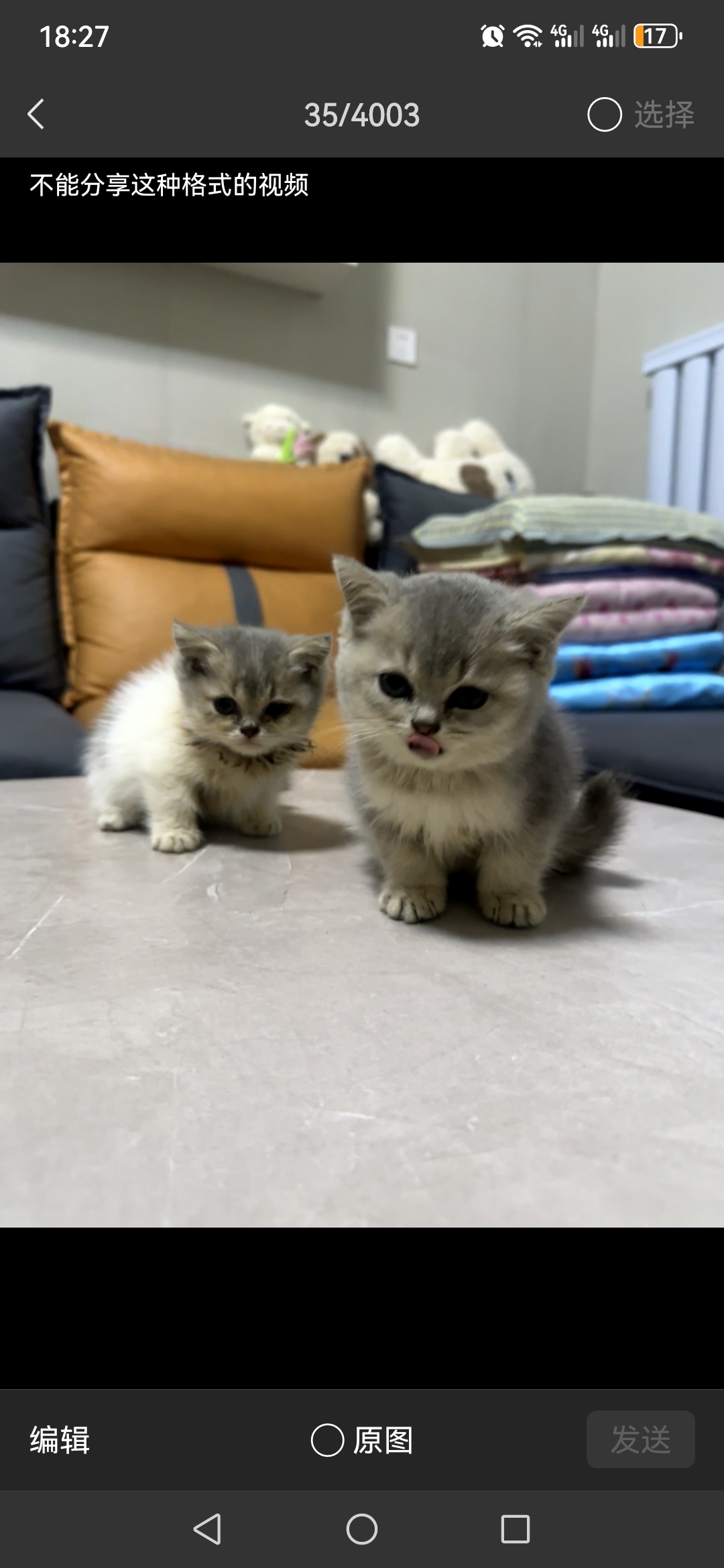 小偿出售自家养的金渐层蓝金，会用猫砂无病无癣两个半月